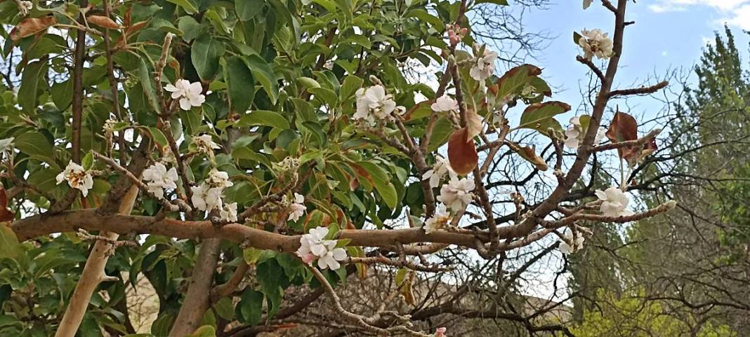 Elma ağacı eylülde isyan etti: Ben daha bitirmedim! 2